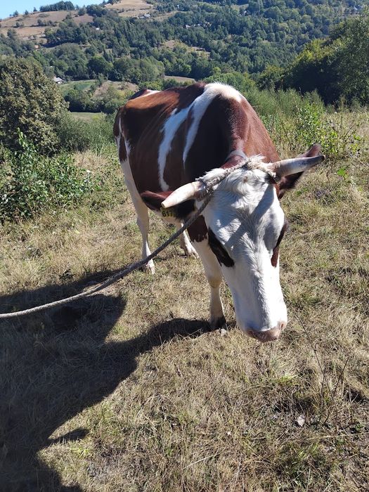 Vand vaca buna de lapte