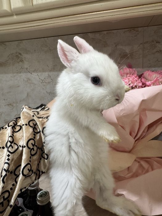 Кролик белый породистый, Quyon parodali 2ta