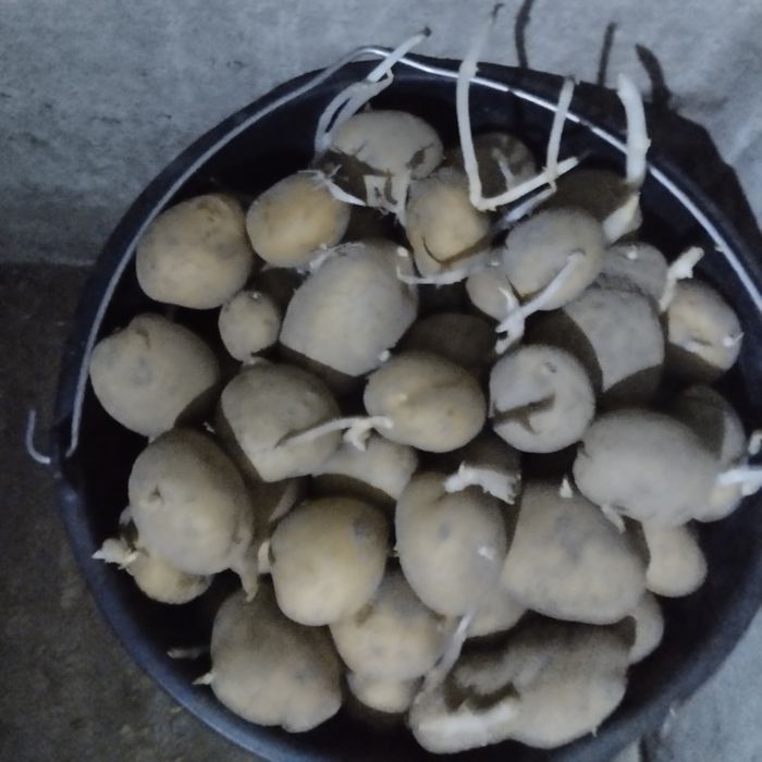 Продам картофель семенной домашний.