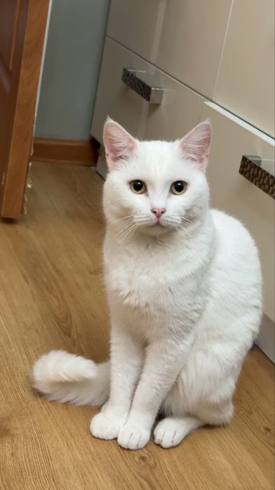 Глухой кот белый