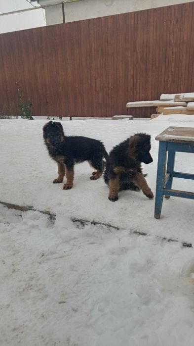 Щенок немецкой овчарки