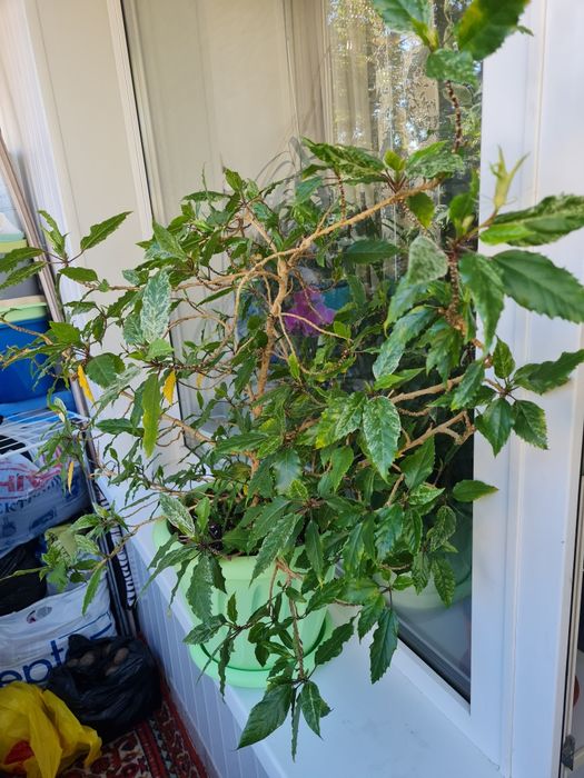 Продам Гибискус варигатный