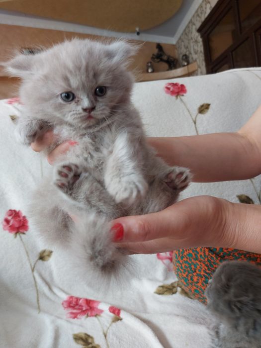 Кошки.  Мушукчалар