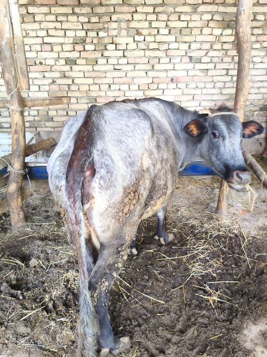 Ona bola sigir sotiladi