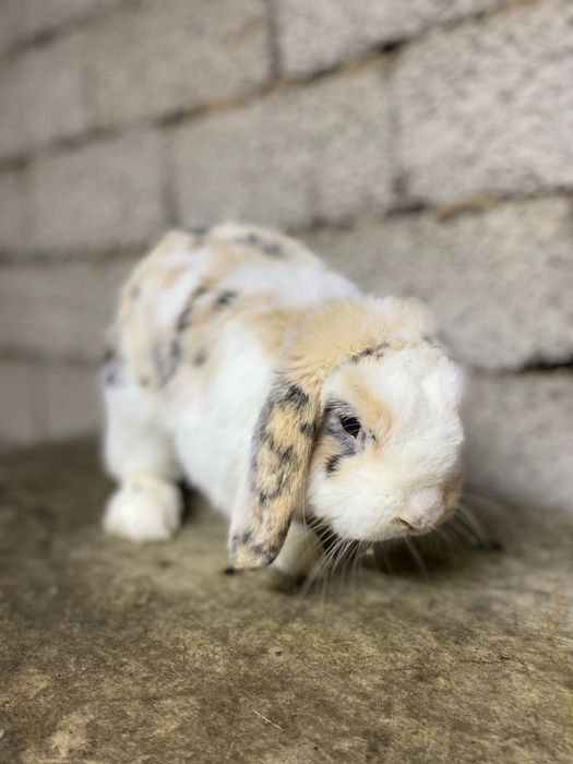 Quyon karlik baran sames