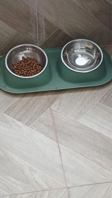 Отдам кошку бесплатно