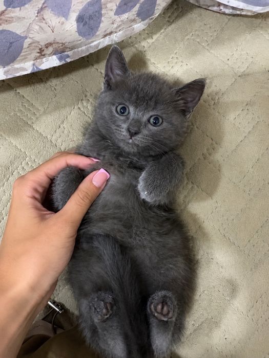 Отдам котенка в добрые руки!