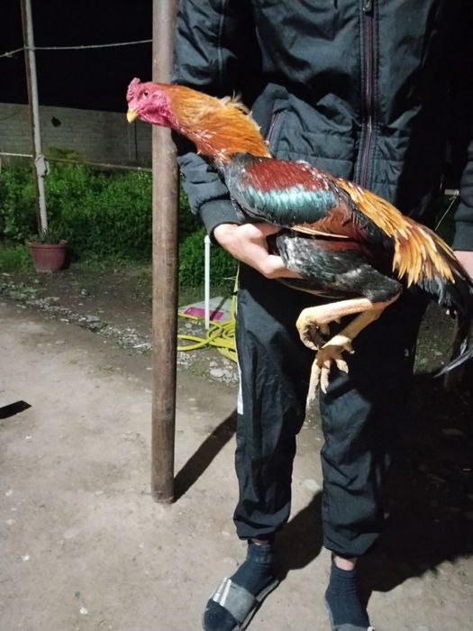 Dakan xoʻroz tuxumlari bor kariya zoti tuxumlari 25000 dan