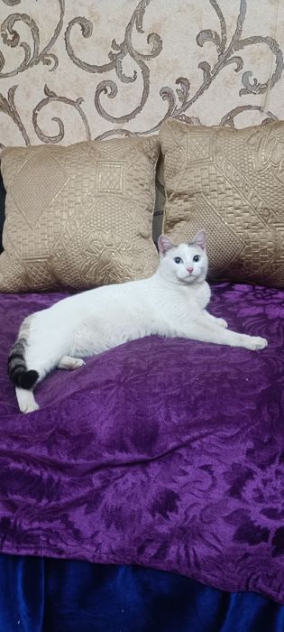 Отдам бесплатно кошечку