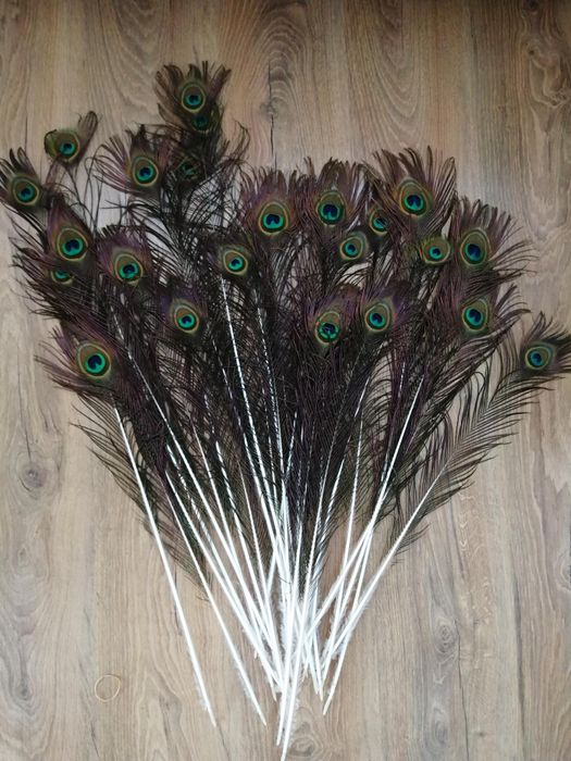 Естествени паунови пера