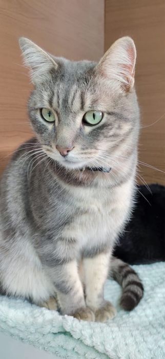 Отдам кота в добрые руки
