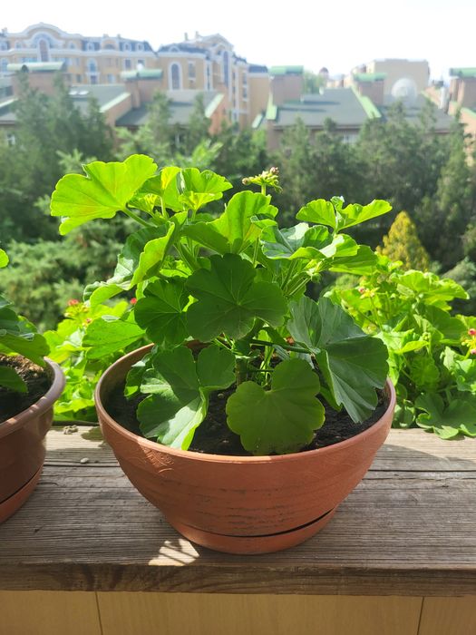 Розебудная пеларгония ROSE