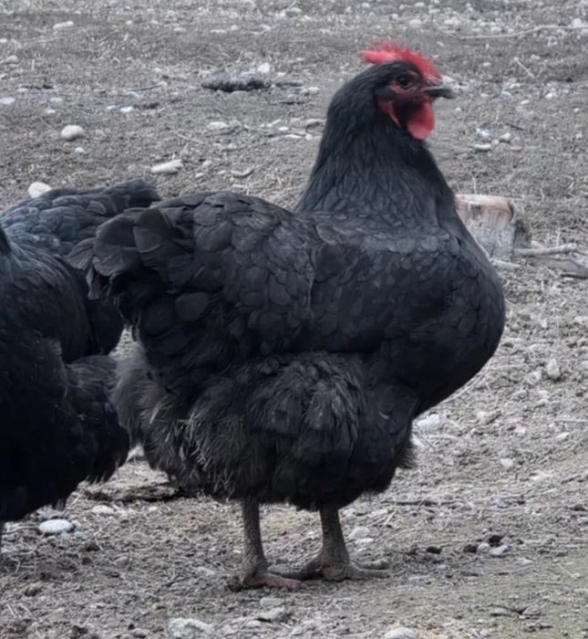 Gegant Jersi tuxumlari bor joʻja ham oʻchirib beramiza