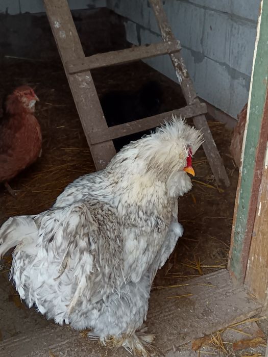 Pereche din rasa Strumki