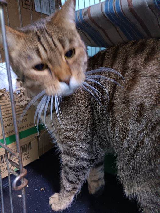 Отдам в добрые руки