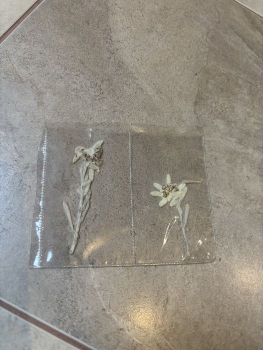 Еделвайс- хербаризиран за сувенир