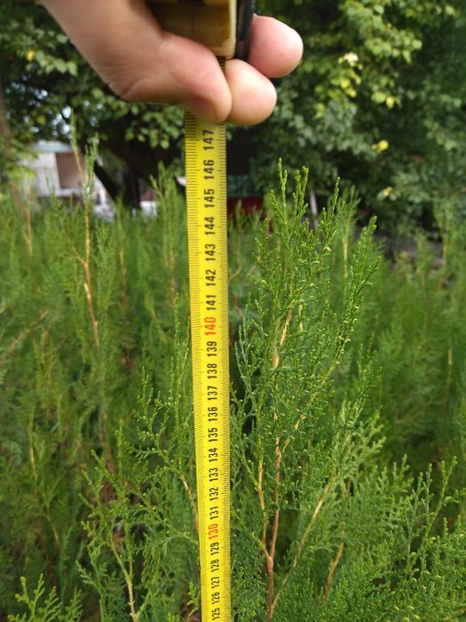 Елки туи сибирские