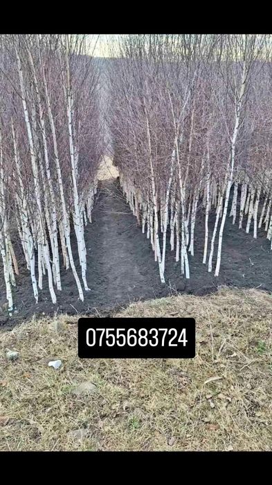 Vând puieți tratați cu prinde sută la sută