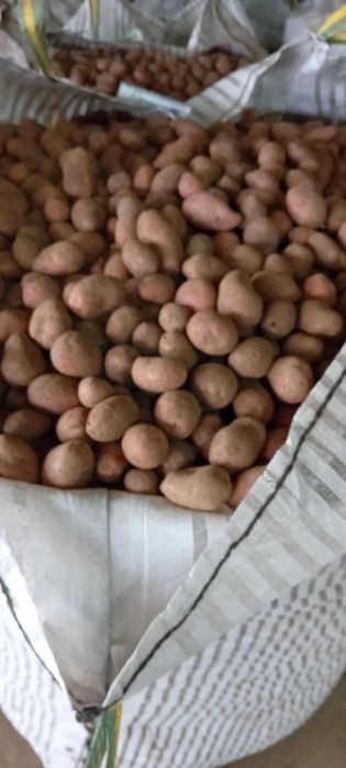 Cartofi sămânță(cartofi pentru animale)