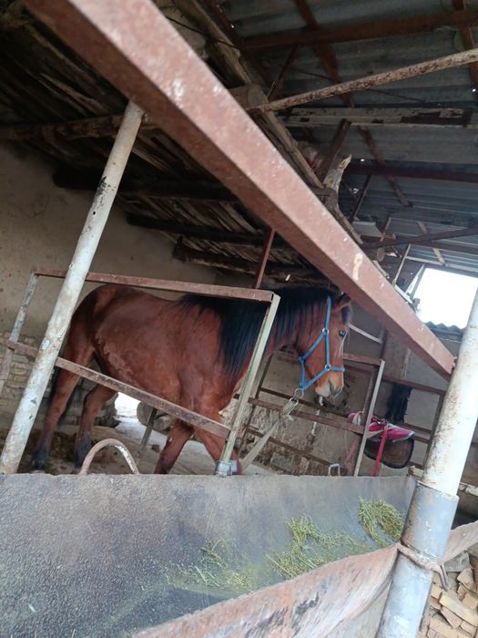 Moda baytal sotiladi