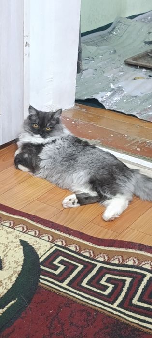 Vyazkaga mushuk bepul