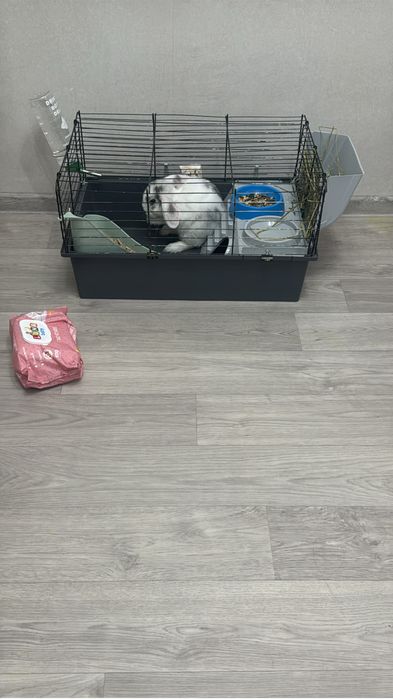 Продаю кролика 2,5 месяца