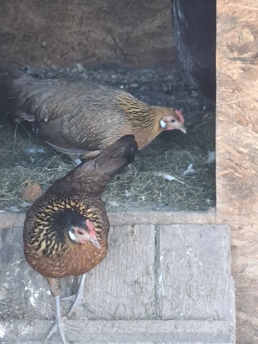 Pereche Phoenix  2025