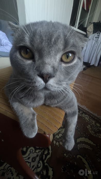 Scottish Fold Original
