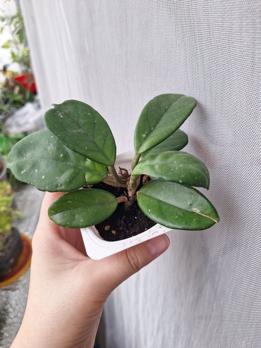 Отростки укорененные