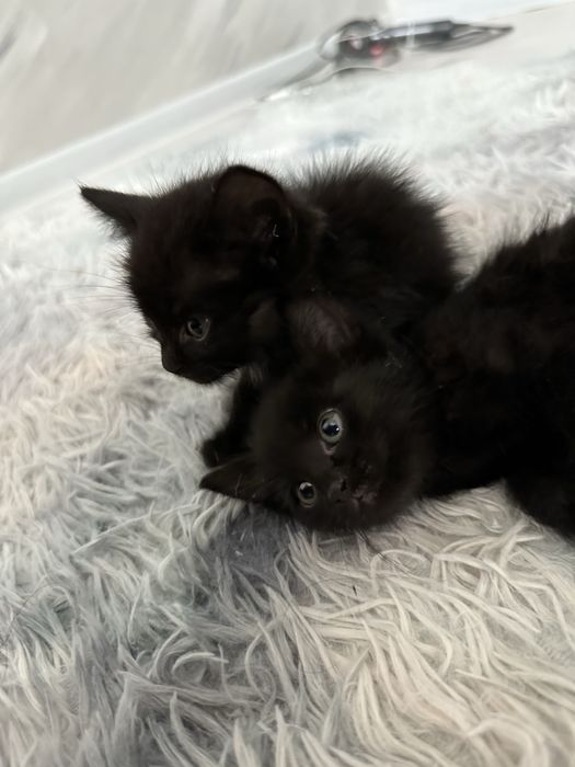 Котёнок маленький