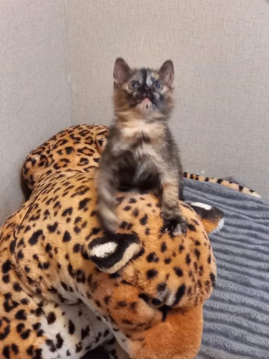 Отдам котят в хорошие руки
