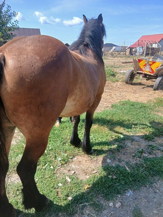 Vând Mânză de 2 ani sau la schimb cu o mașină dubă