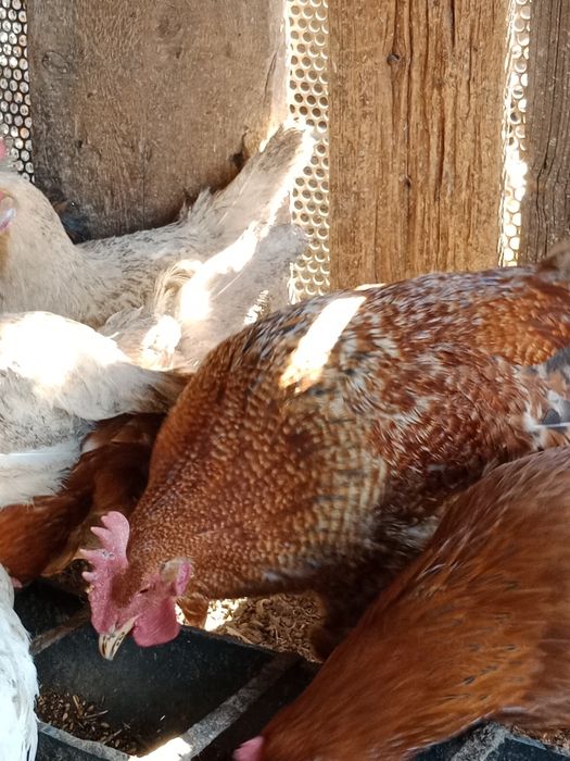 Петухи Бильфелдер