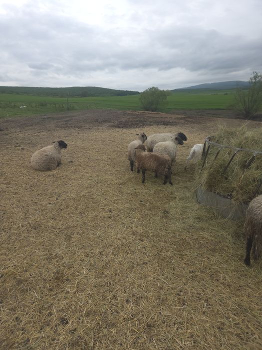 Vand oi suffolk,texel si metis