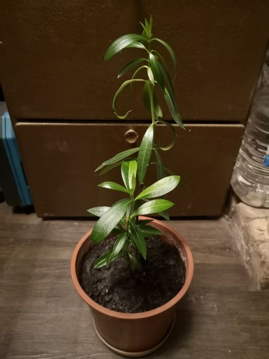 Саженец Олеандра