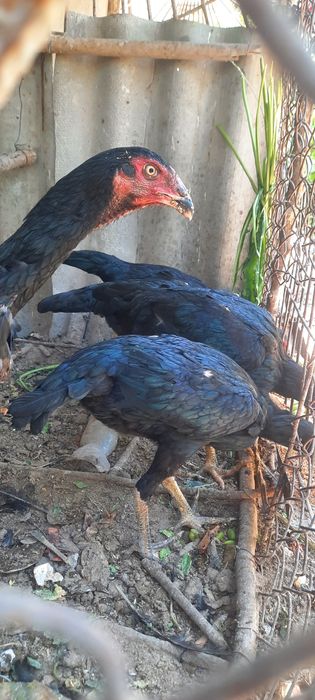 Кони тоза кора макйонлар