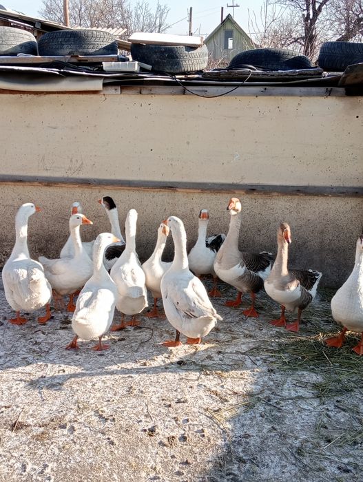 Семіз Қаз сатылады.