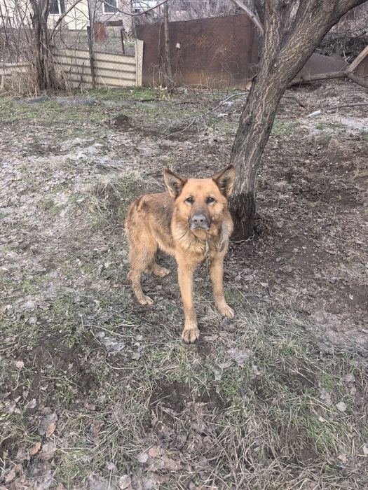 Овчарка домашняя