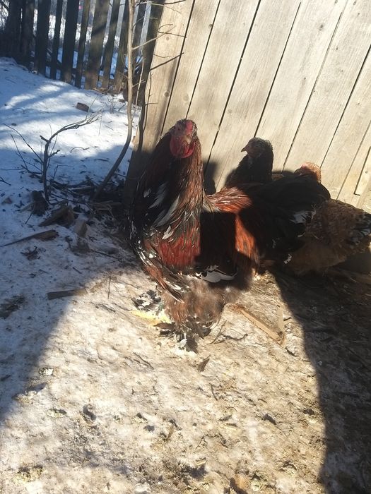 Pui de o zi și ouă de incubat