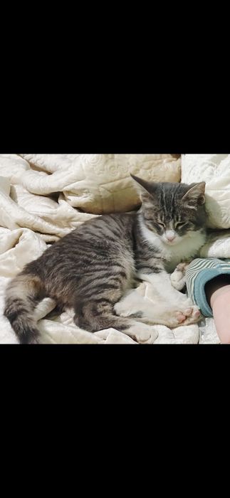 5 oylik o‘g‘il bola mushukcha