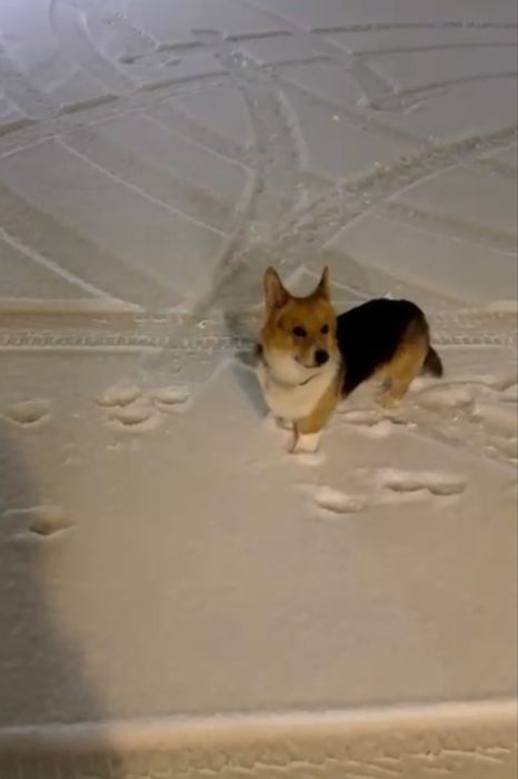 Пропала собака по кличке ЛЁНЯ