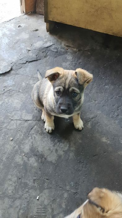 Отдам в хорошие руки