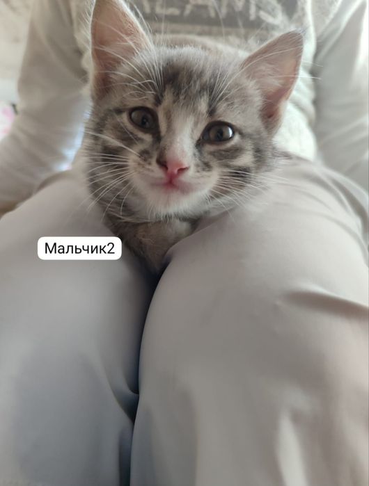 котята в добрые руки!