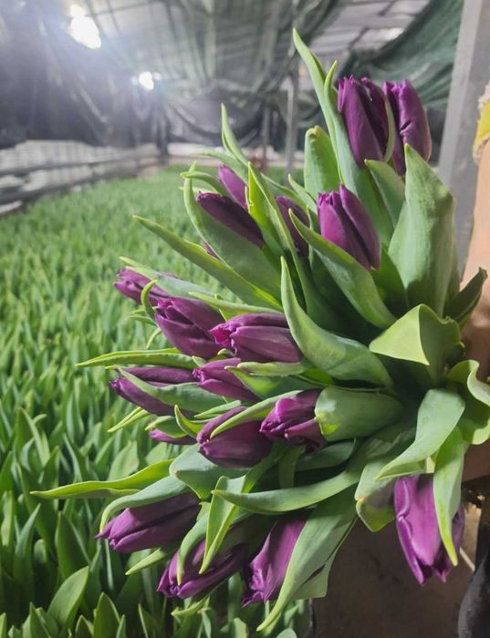 Голландские тюльпаны. Оптом и в розницу..