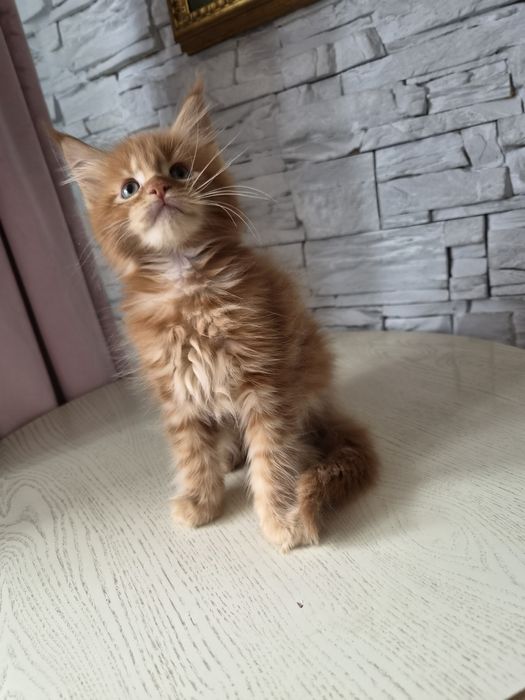 Котёнок  чистокровный Мейн-кун