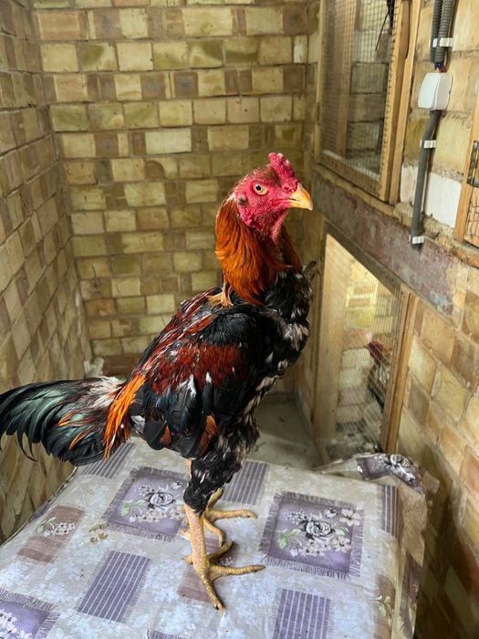 Dakan xoroz sotiladi