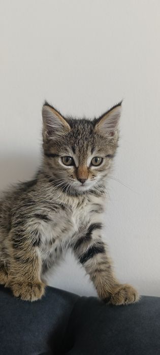 Котенок девочка.
