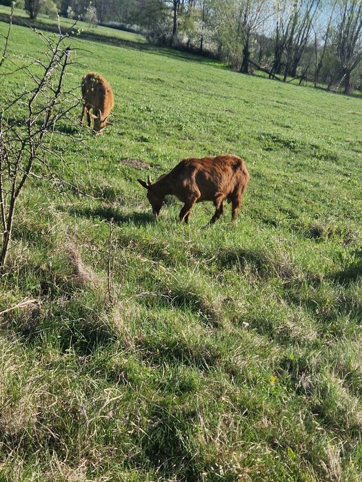 Vand 4 noatine urgent