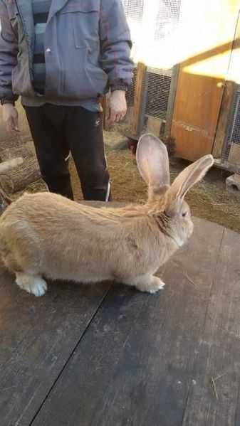 продавам зайци великани белгиски и жълти