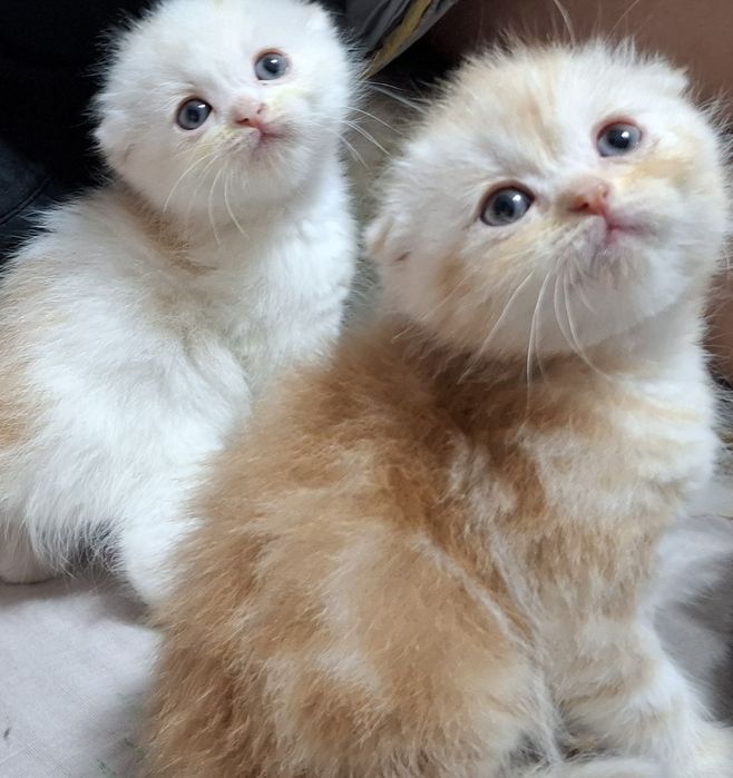 Продаются котята скотиш страйт.